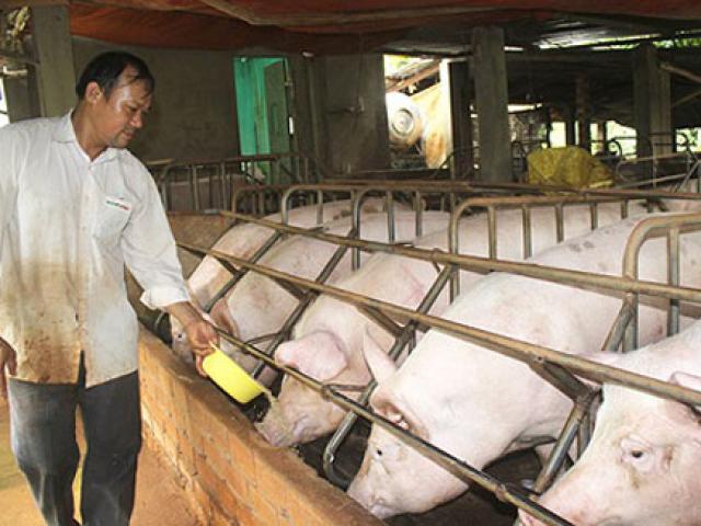 Thị trường - Tiêu dùng - Giá heo hơi hôm nay 2/11: Thương lái "chạy làng", sợ giá lợn hơi giảm từng ngày