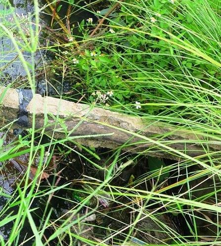 Nóng 24h qua: Trăn bạch tạng bò vào nhà dân, nuốt chửng gà nhà - 3