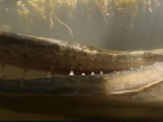 Media - "Quái ngư" mõm dài nặng hơn trăm kg trên sông Bắc Mỹ