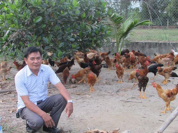 "Học mót" nuôi gà lai thả vườn “đẻ” 100 triệu đồng/năm - 1
