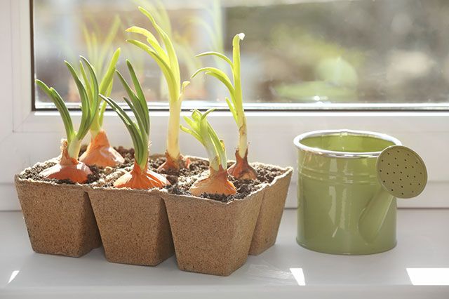 Khỏi phải đi chợ mua rau thơm, tự trồng ở nhà vừa sạch lại dễ thế này - 8