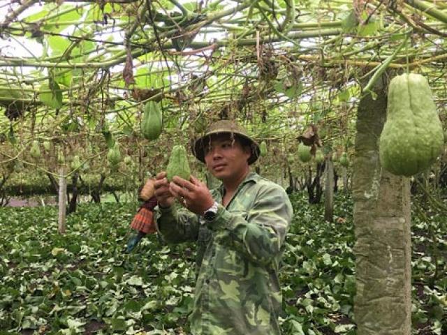 Thị trường - Tiêu dùng - Cử nhân sư phạm thất nghiệp về núi làm giàu nhờ su su