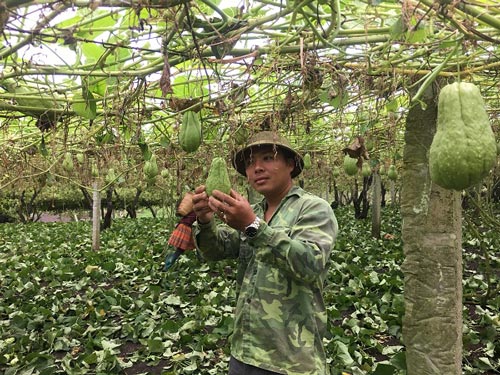 Cử nhân sư phạm thất nghiệp về núi làm giàu nhờ su su - 2