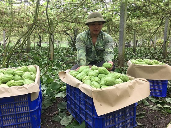 Cử nhân sư phạm thất nghiệp về núi làm giàu nhờ su su - 3