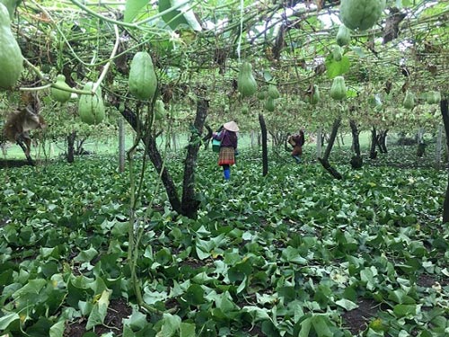 Cử nhân sư phạm thất nghiệp về núi làm giàu nhờ su su - 4