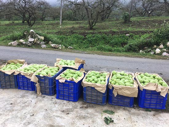 Cử nhân sư phạm thất nghiệp về núi làm giàu nhờ su su - 5