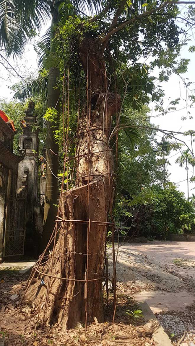 “Cuộc chiến” bảo vệ... sưa làng - 2