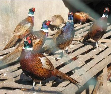 Nuôi con &#34;nghe tên đã thấy đau&#34;, mỗi năm thu lãi hàng tỷ đồng - 2