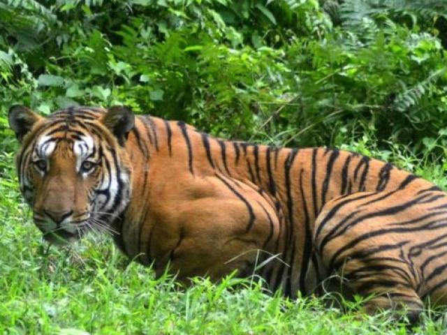 Bắn chết hổ Ấn Độ giết 13 người sau 2 năm truy lùng