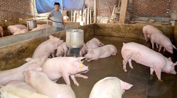 Giá heo hơi hôm nay (4/11): Đồng loạt giảm sau một cuộc họp - 1