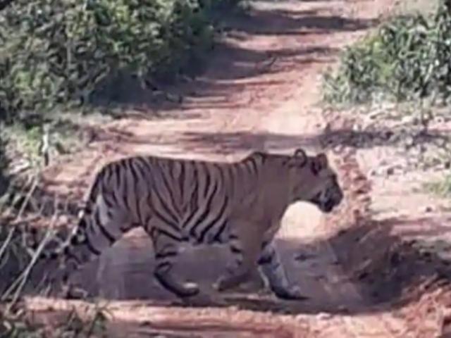 Thế giới - Ấn Độ: Dùng máy kéo nghiền nát hổ vồ chết người