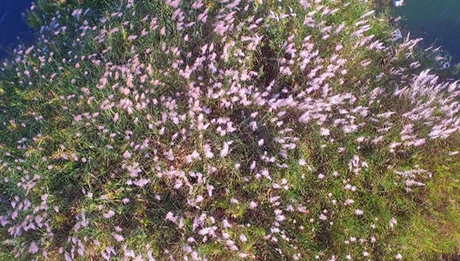 Bức tranh tuyệt tác mang tên hoa cỏ lau bên dòng Trà Khúc - 6