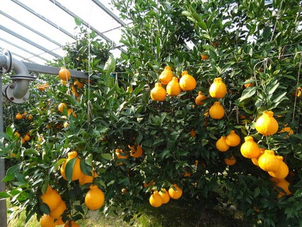 Cam Dekopon hơn 300.000đ/quả, mọng nước hơn bất cứ loại cam nào khác - 7