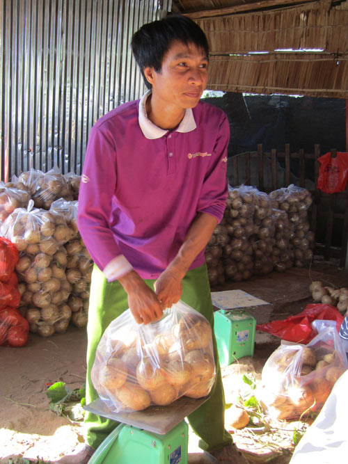 Dân xứ dừa trúng mùa củ sắn, đào đến đâu lái khuân hết đến đó - 2