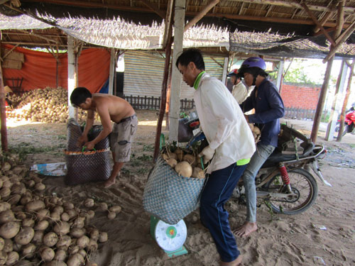 Dân xứ dừa trúng mùa củ sắn, đào đến đâu lái khuân hết đến đó - 4