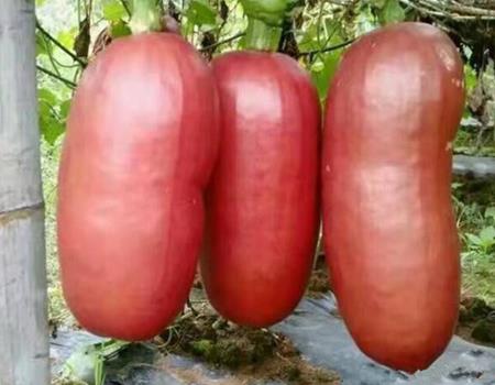 Loại quả &#34;đội lốt&#34; xúc xích khổng lồ, giá chỉ 169.000 VND/kg - 3