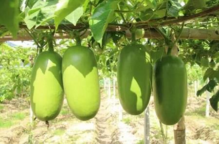 Loại quả &#34;đội lốt&#34; xúc xích khổng lồ, giá chỉ 169.000 VND/kg - 2