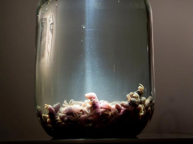 Du lịch - Bảo tàng ẩm thực kinh dị: Rượu chuột, pho mát giòi, súp dơi...