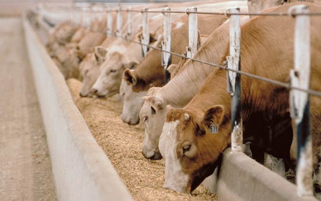 Top 10 lý do giải thích tại sao các bà nội trợ “đổ xô” tìm mua thịt bò Canada - 1