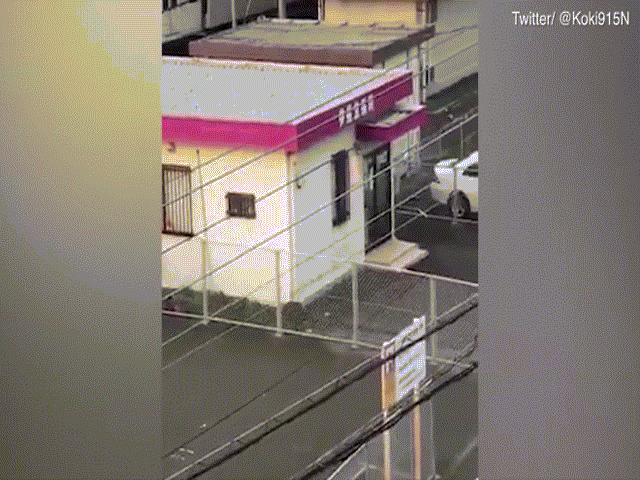 Thế giới - Nhật Bản: Đang đi trên phố thì bị lợn rừng lao đến tấn công dữ dội