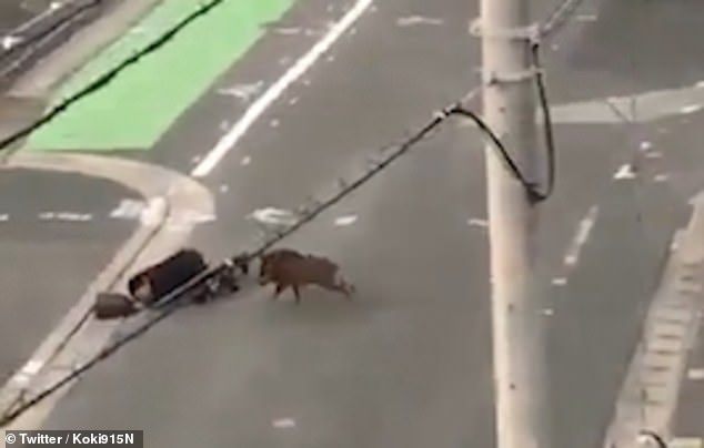 Nhật Bản: Đang đi trên phố thì bị lợn rừng lao đến tấn công dữ dội - 2