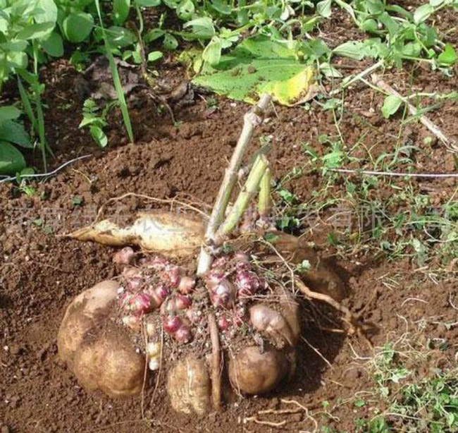 Một gốc sâm khoai có thể cho năng suất vài kilogam đến cả yến củ.