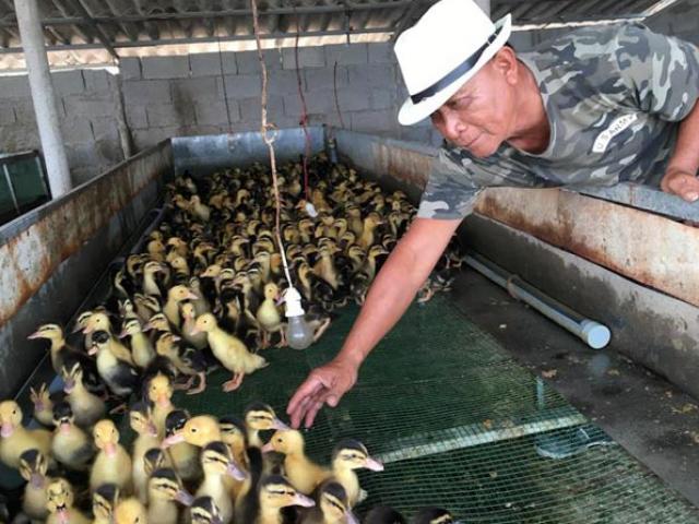 Thị trường - Tiêu dùng - Giữa "hoang mạc", nuôi vịt cho nghe nhạc "thập cẩm" thu 1,2 tỷ