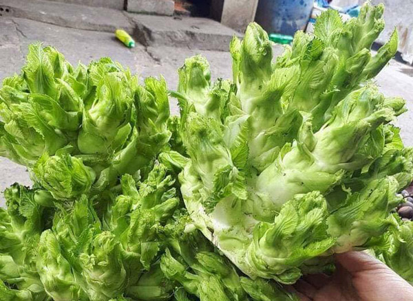 Rau mầm đá - đặc sản &#34;tiến vua&#34; đang được dân Hà Nội săn lùng - 1