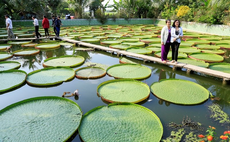 Đến chùa Phước Kiển xem lá sen "cõng" người - 5