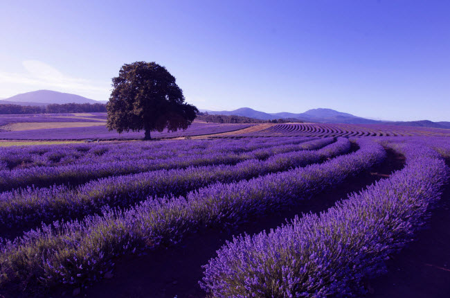 Tasmania: Hòn đảo ở Australia nổi tiếng với phong cảnh thiên nhiên hoang sơ và hùng vĩ. Du khách tới đây có thể chiêm ngưỡng những cánh đồng hoa màu tím kéo dài bất tận.