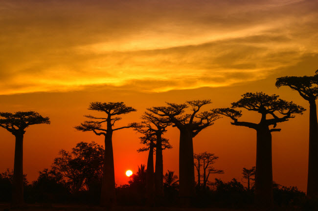 Madagascar: Nằm ở ngoài khơi bờ biển phía đông châu Phi, Madagascar là một trong những vùng đất có hệ sinh thái đa dạng nhất trên Trái đất. Hơn 90% động vật hoang dã ở quốc gia này không có ở nơi nào khác trên thế giới.