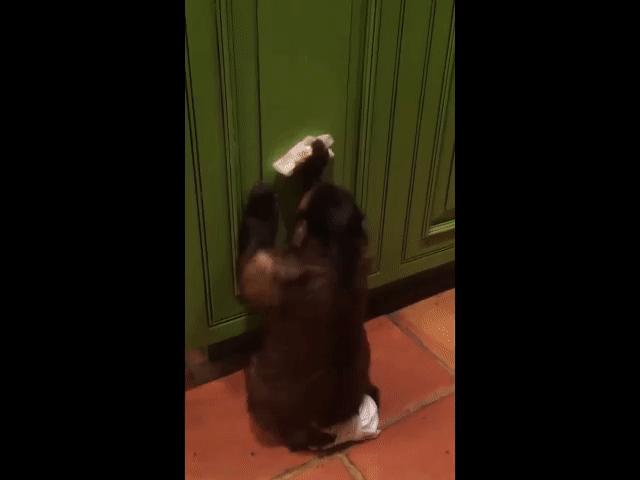 Video Clip Cười - Vừa tuyển được giúp việc "hịn" mới!