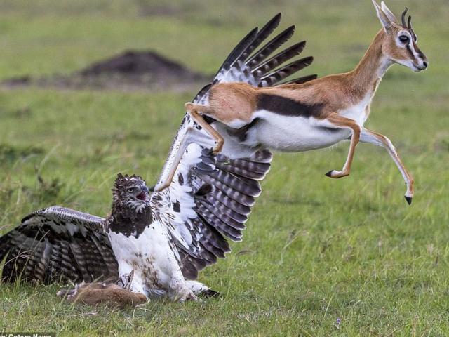 Thế giới - Đại bàng bắt con, linh dương mẹ quyết chiến trong bất lực