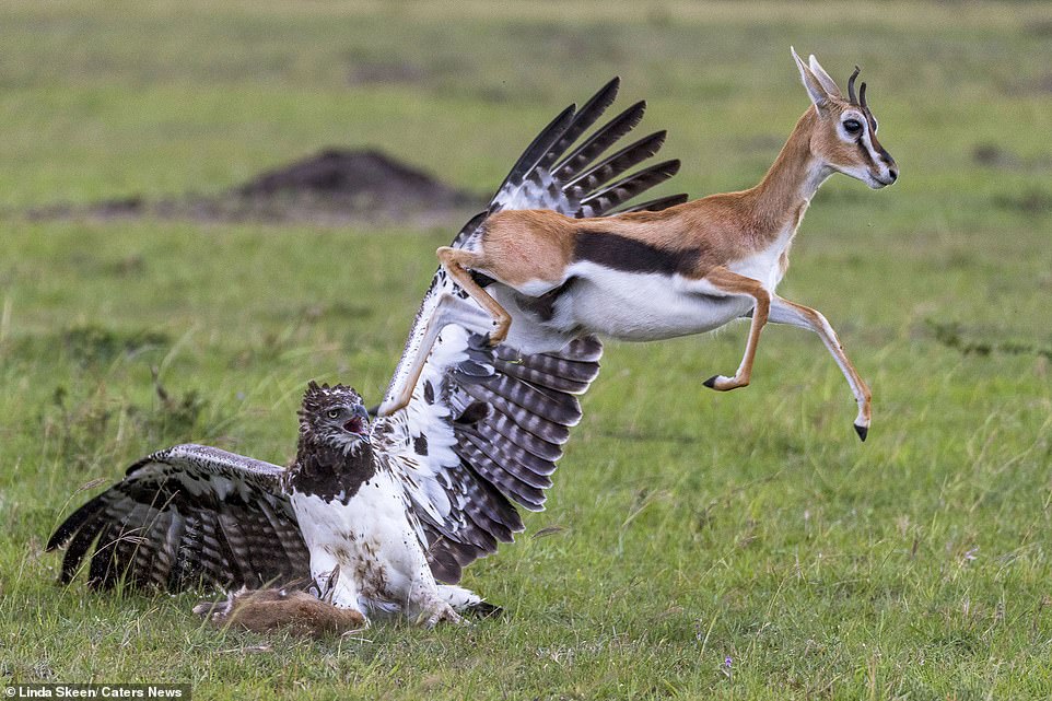 Đại bàng bắt con, linh dương mẹ quyết chiến trong bất lực - 3