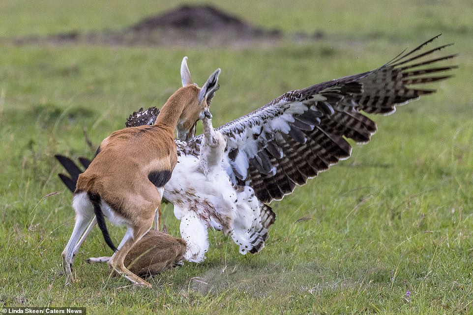 Đại bàng bắt con, linh dương mẹ quyết chiến trong bất lực - 2