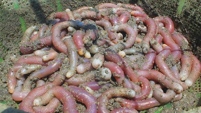 7 loại 