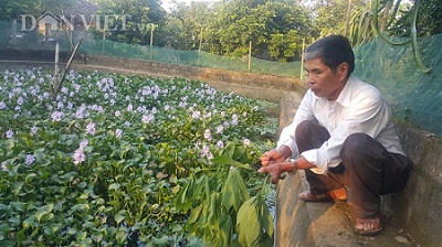 Nuôi ốc nhồi - con &#34;siêu đẻ&#34; như chơi, ăn lá cây, kiếm bộn tiền - 3