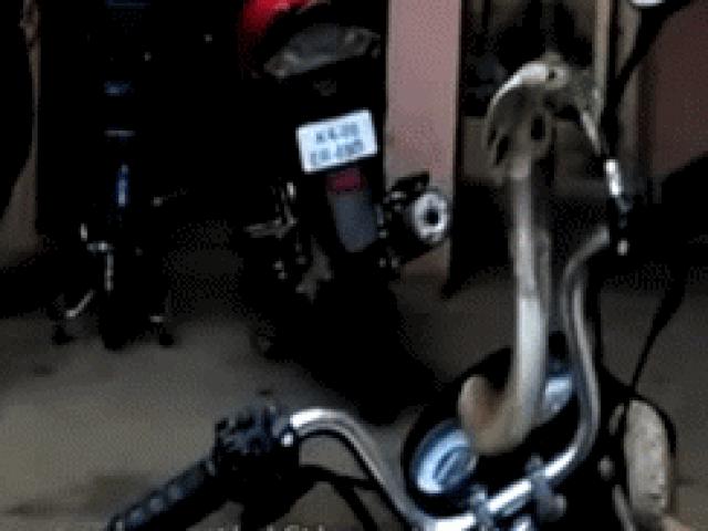 Thế giới xe - SỐC: Hổ mang chúa “chiếm” xe máy, cả khu xóm xôn xao