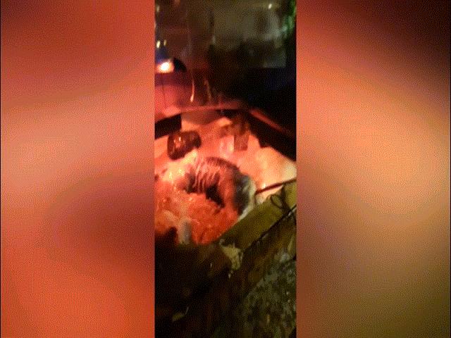 Phi thường - kỳ quặc - Giật mình phát hiện cá sấu trong bồn tắm phòng cho thuê