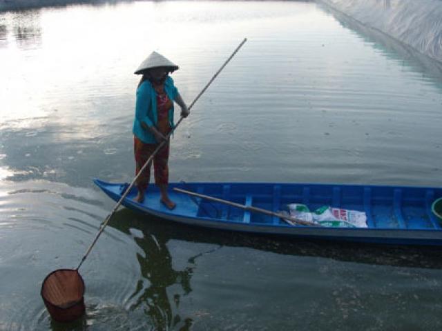 Thị trường - Tiêu dùng - Long An: Cá tra giống chết trắng ao, nông dân trắng đêm "giải cứu"