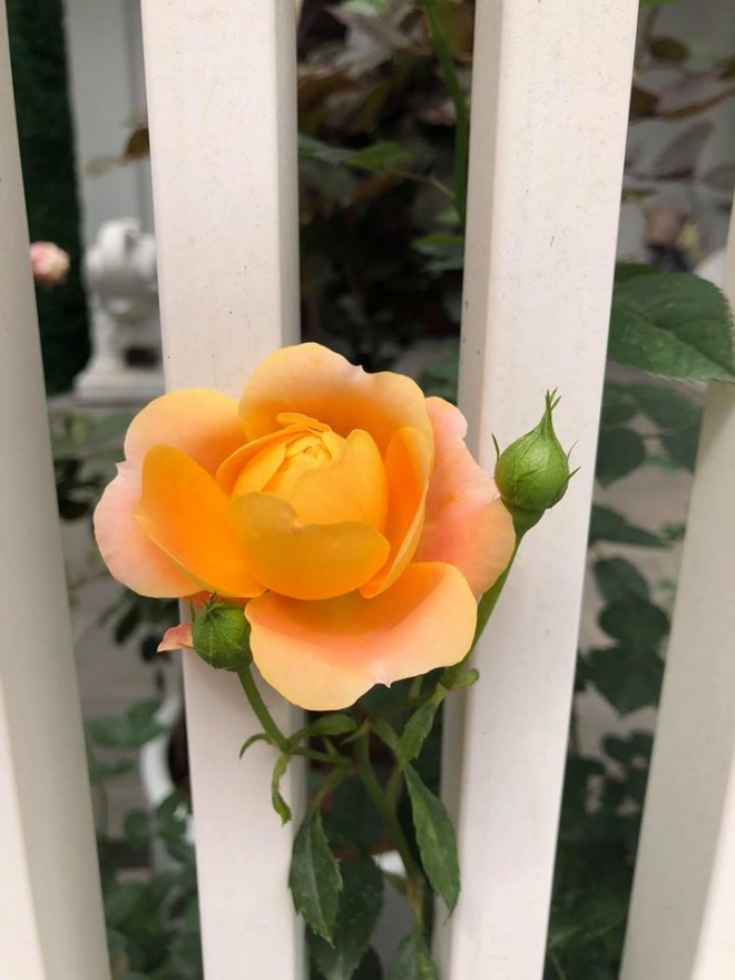 Cuộc sống với biệt thự, xe sang, chồng chiều hết nấc của ca sỹ Mỹ Dung - 10