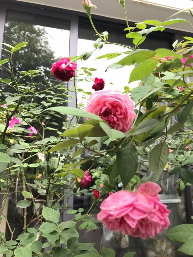 Cuộc sống với biệt thự, xe sang, chồng chiều hết nấc của ca sỹ Mỹ Dung - 12