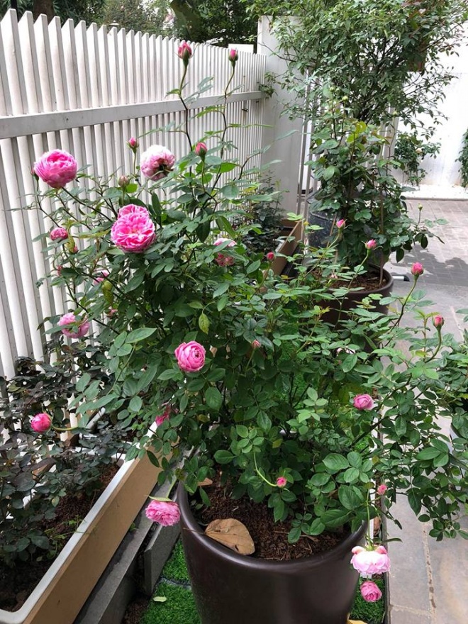 Cuộc sống với biệt thự, xe sang, chồng chiều hết nấc của ca sỹ Mỹ Dung - 3