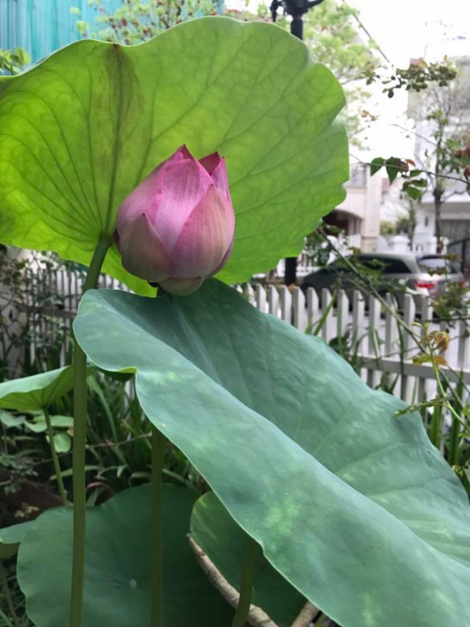 Cuộc sống với biệt thự, xe sang, chồng chiều hết nấc của ca sỹ Mỹ Dung - 1