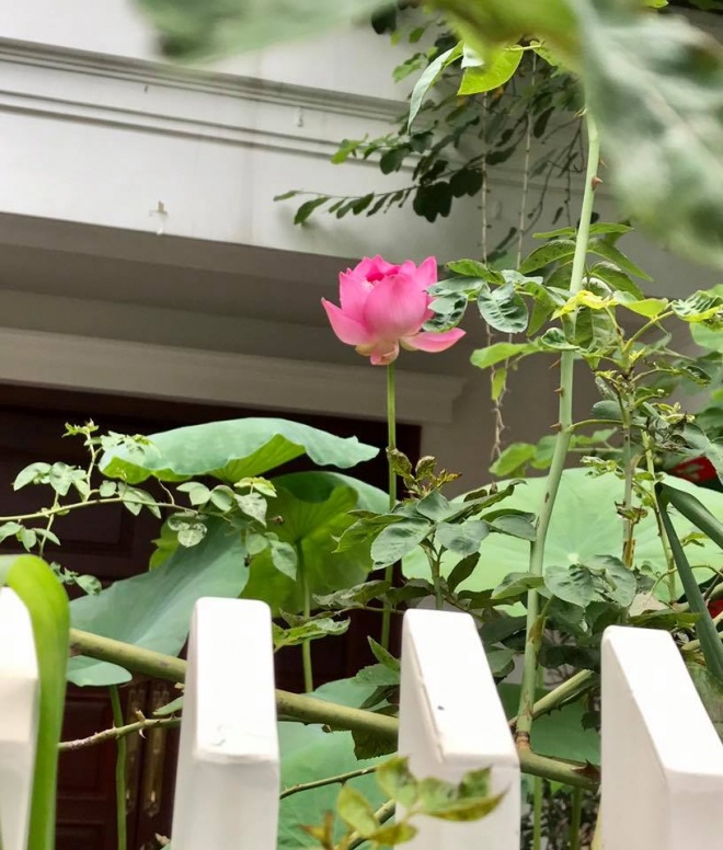 Cuộc sống với biệt thự, xe sang, chồng chiều hết nấc của ca sỹ Mỹ Dung - 2