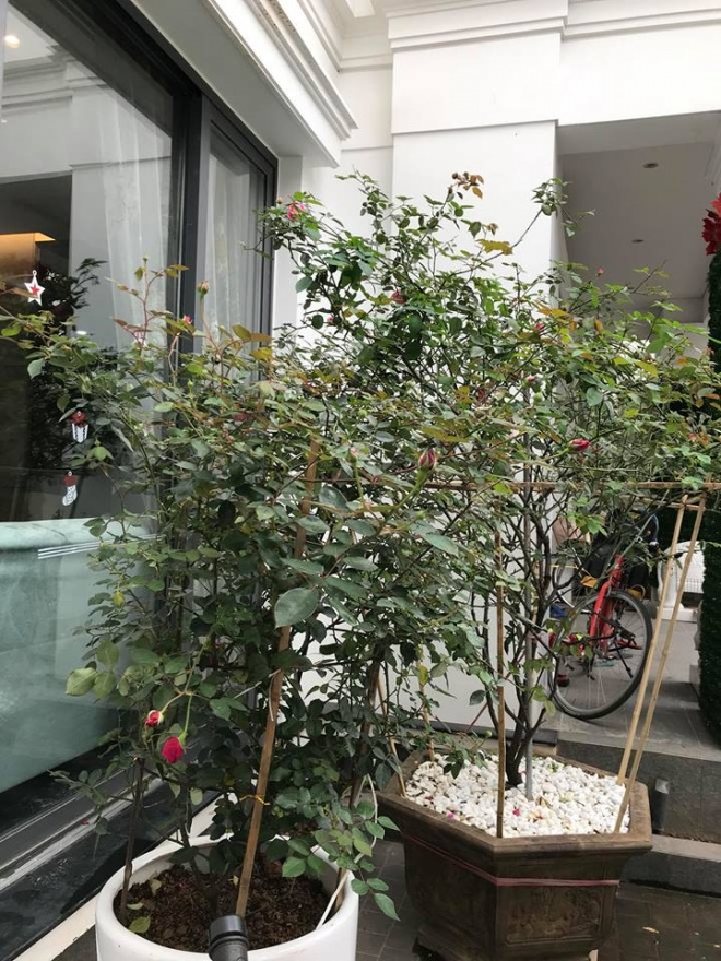 Cuộc sống với biệt thự, xe sang, chồng chiều hết nấc của ca sỹ Mỹ Dung - 6