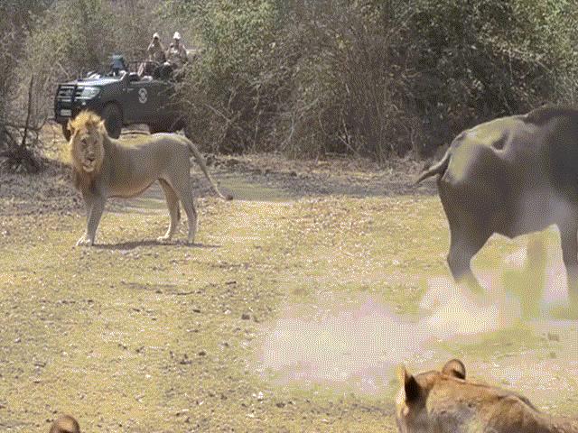 Cận cảnh trâu rừng ”dàn trận” chống lại bầy sư tử khát máu