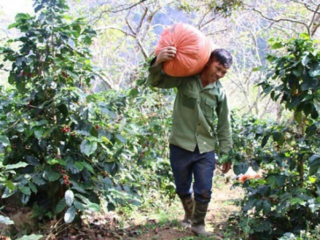 Thị trường - Tiêu dùng - Mùa thu hoạch cà phê Sơn La, được bao nhiêu thương lái "khuân" hết