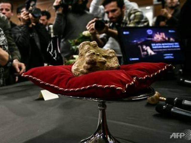 Thế giới - Cục nấm "kim cương" khổng lồ được bán với giá 2,2 tỉ đồng ở Ý