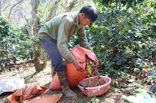 Mùa thu hoạch cà phê Sơn La, được bao nhiêu thương lái &#34;khuân&#34; hết - 1